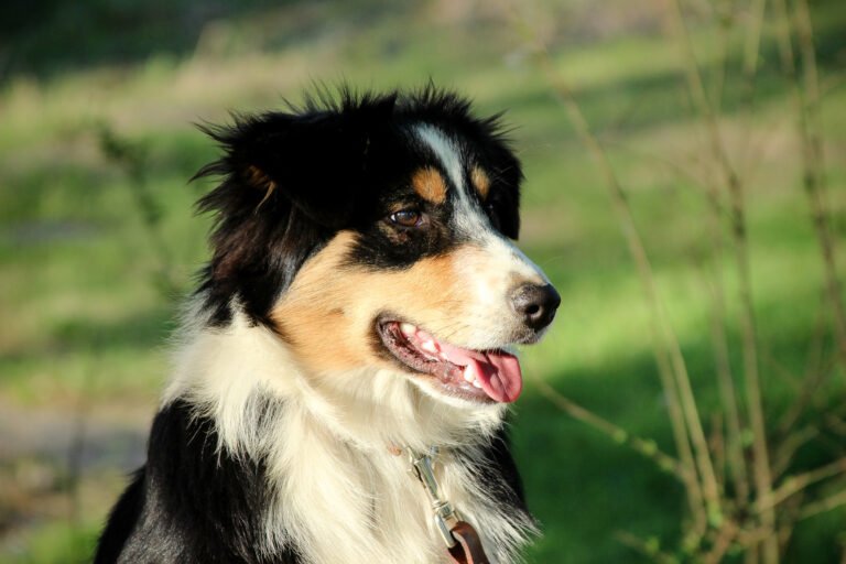 Lola is a beautiful black tri mini aussie with a full white collar and beautiful copper trim