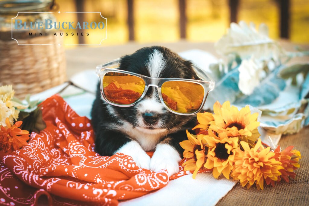 black tri mini american shepherd puppy in sunglasses
