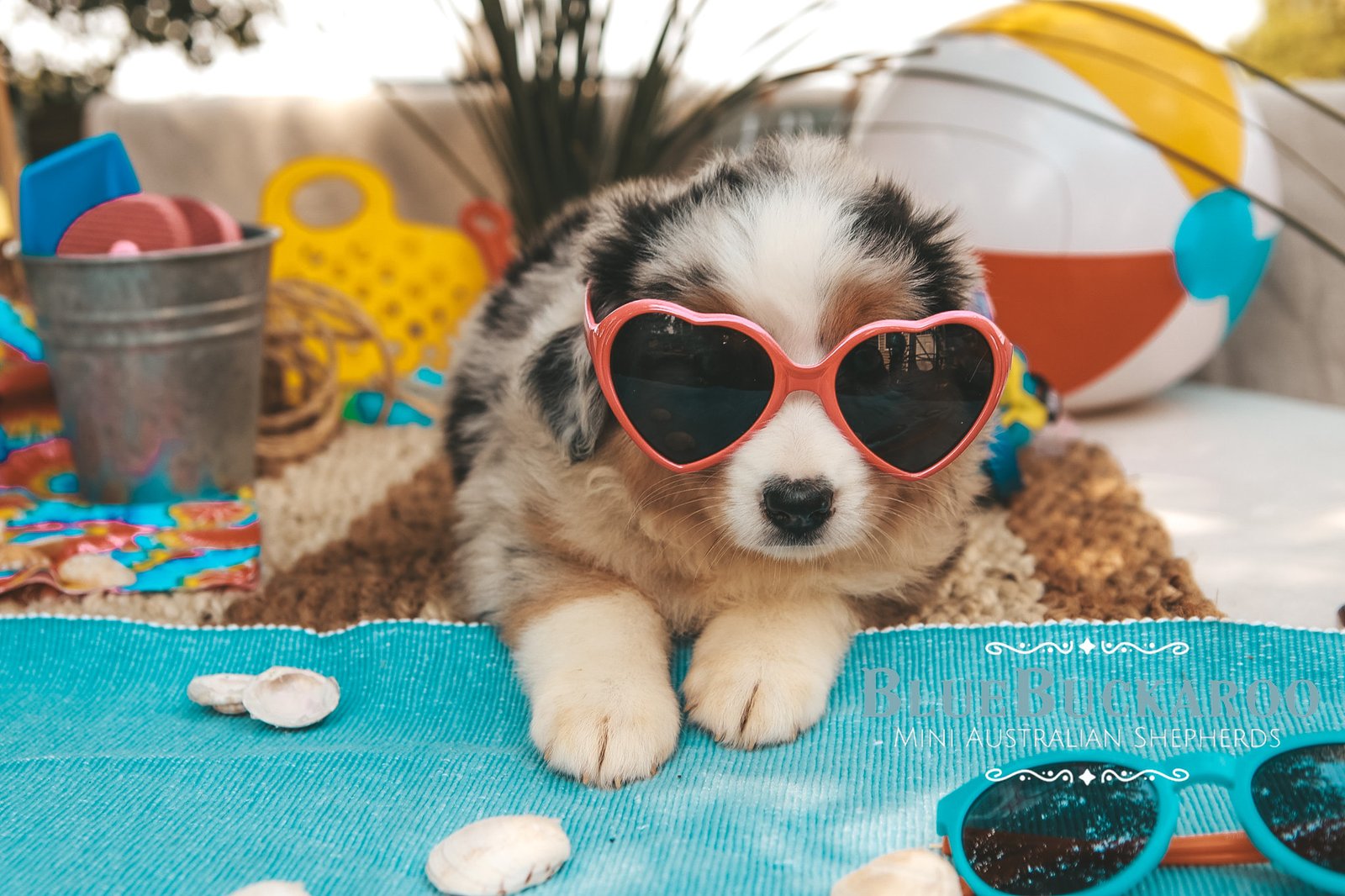Blue Buckaroo Mini Aussie adult dog for working family lifestyle article