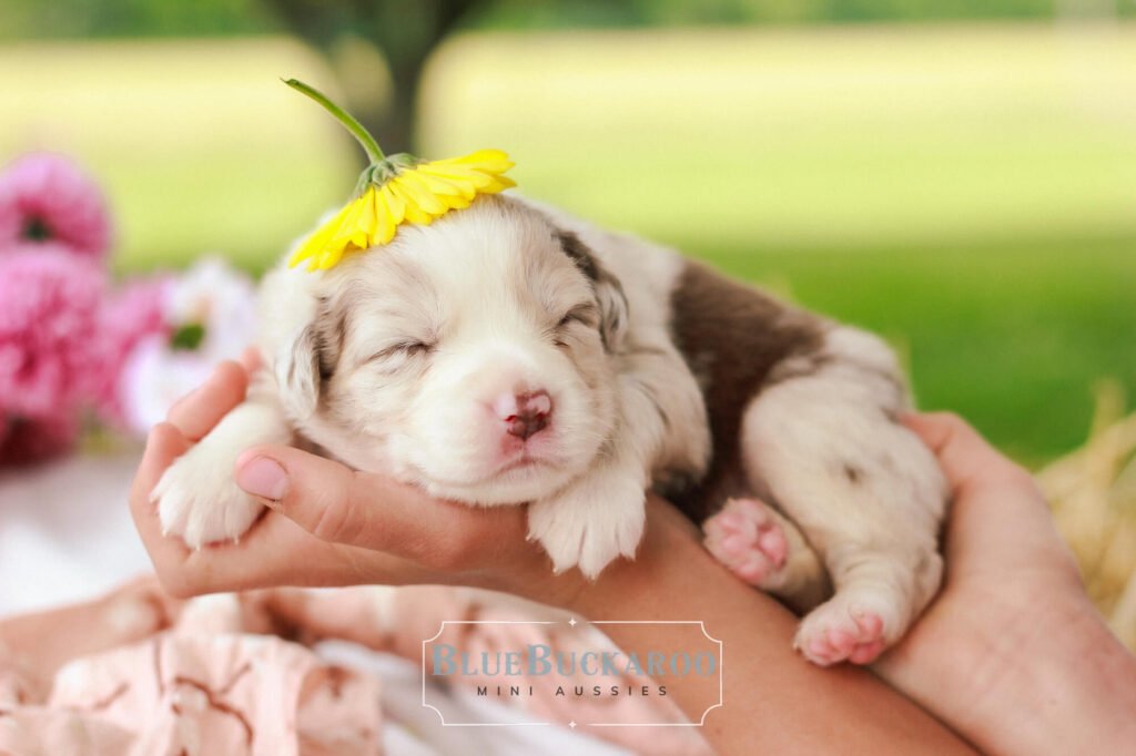 tiny mini aussie puppy with a flower on its head being cradled in its owners hands