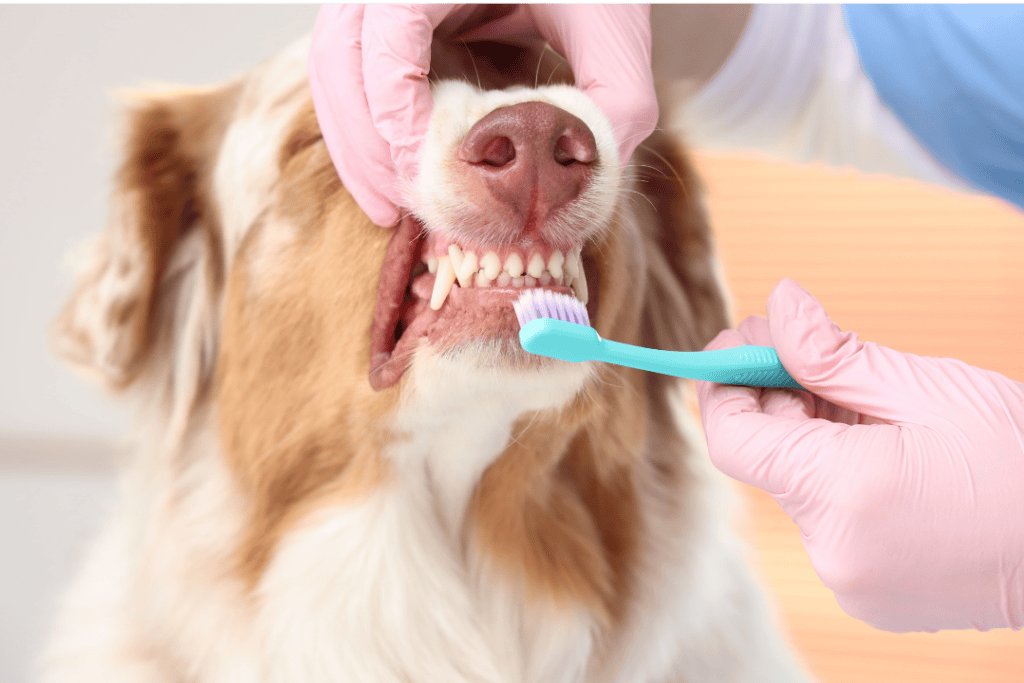 Dog receiving dental cleaning from veterinarian with a toothbrush.