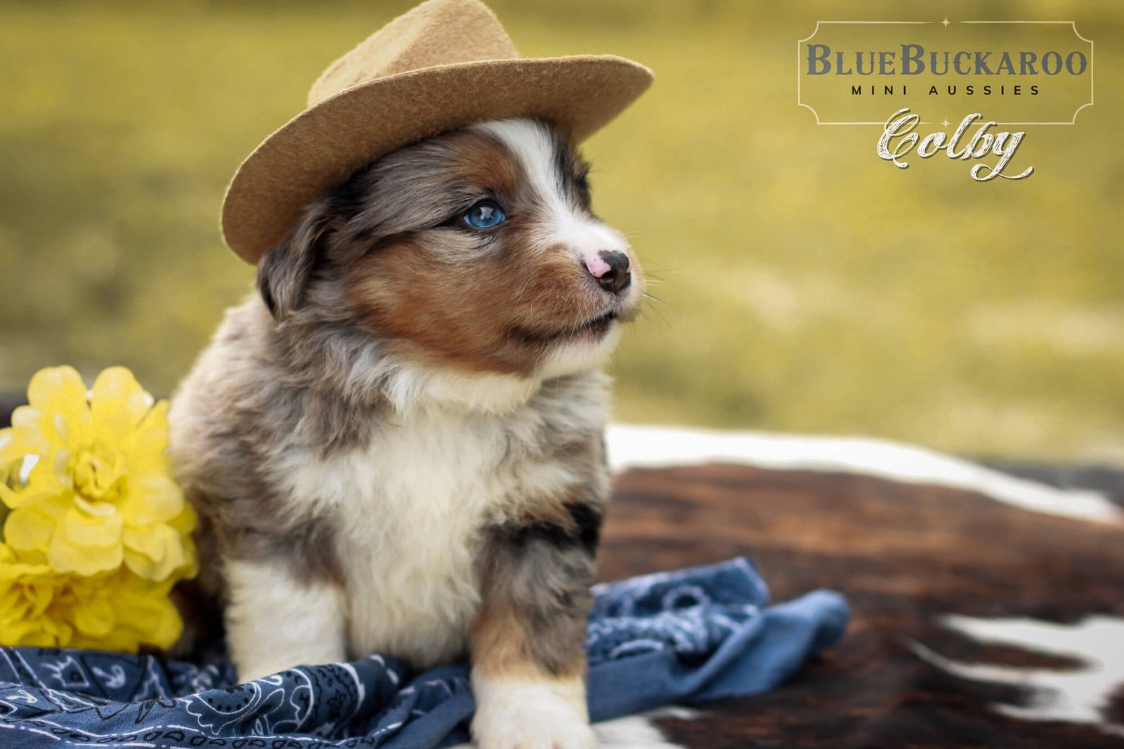 Mini Aussie getting mental and physical exercise