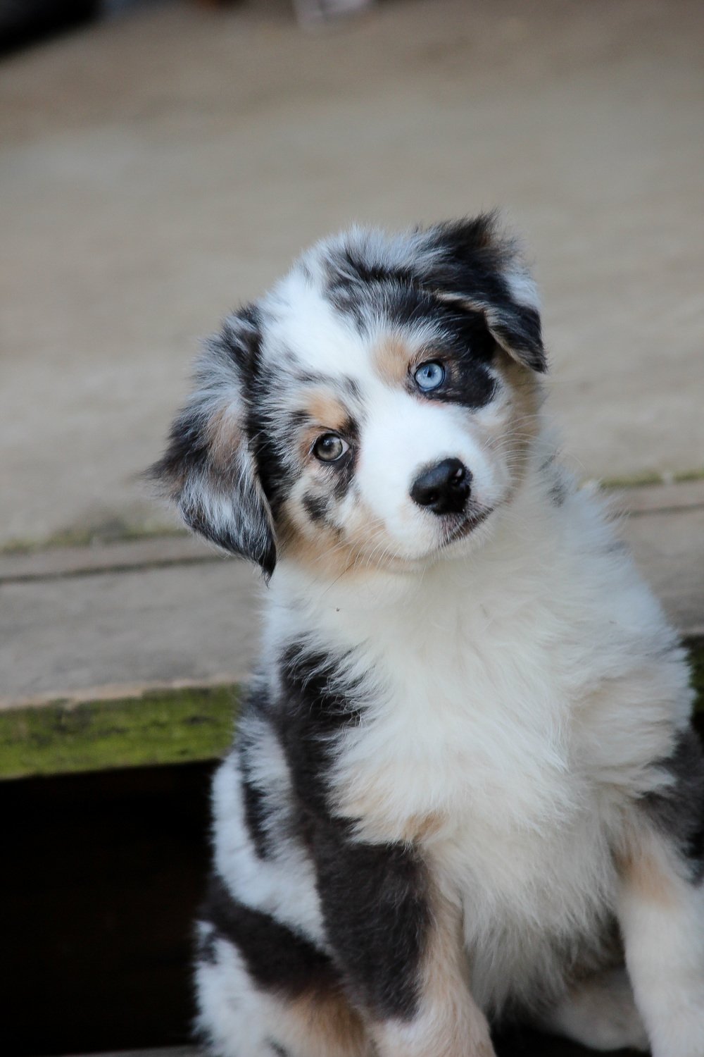 Blue Merle mini aussie with blue eyes
