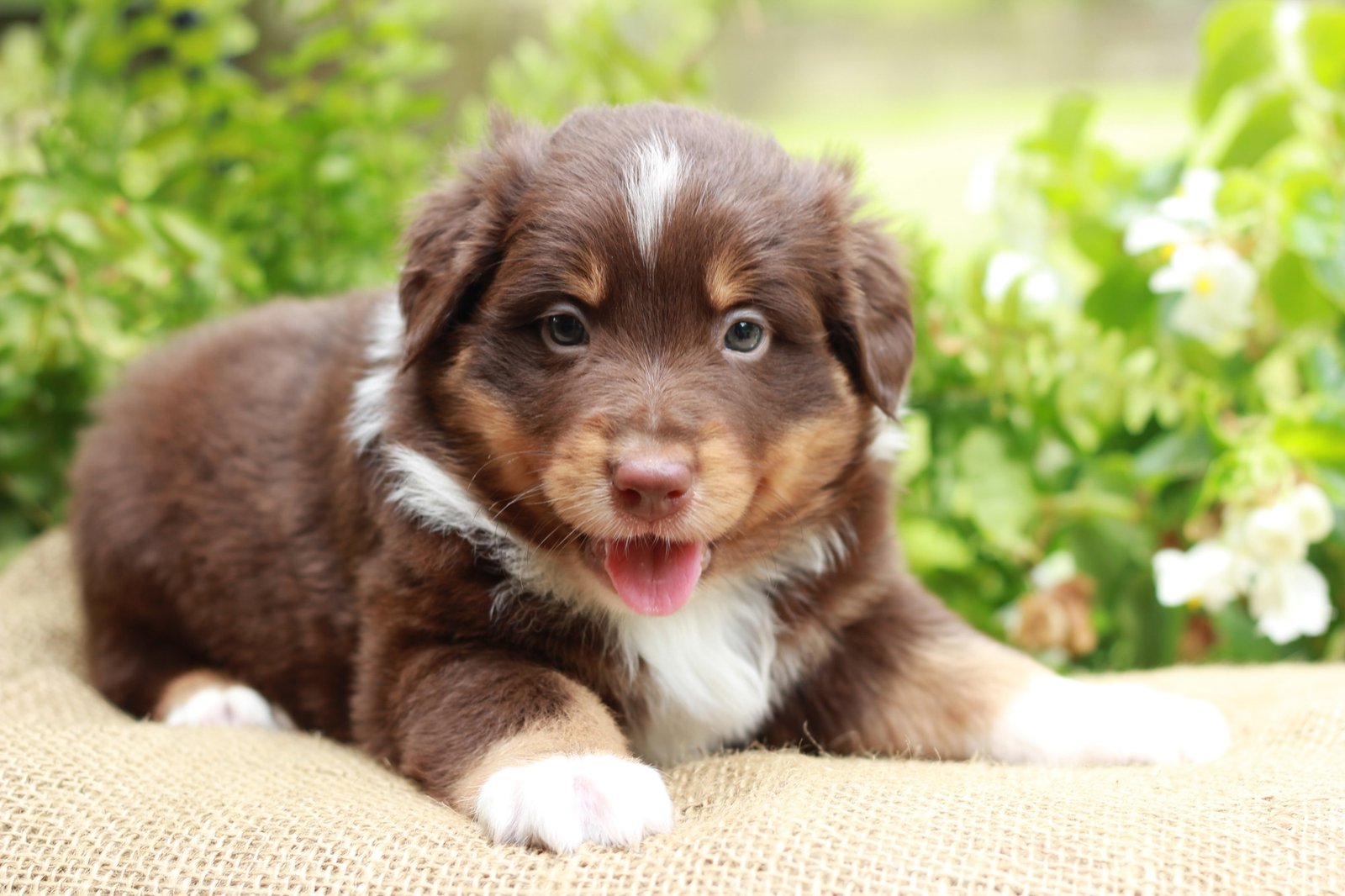 Housebreaking your puppy potty training guide