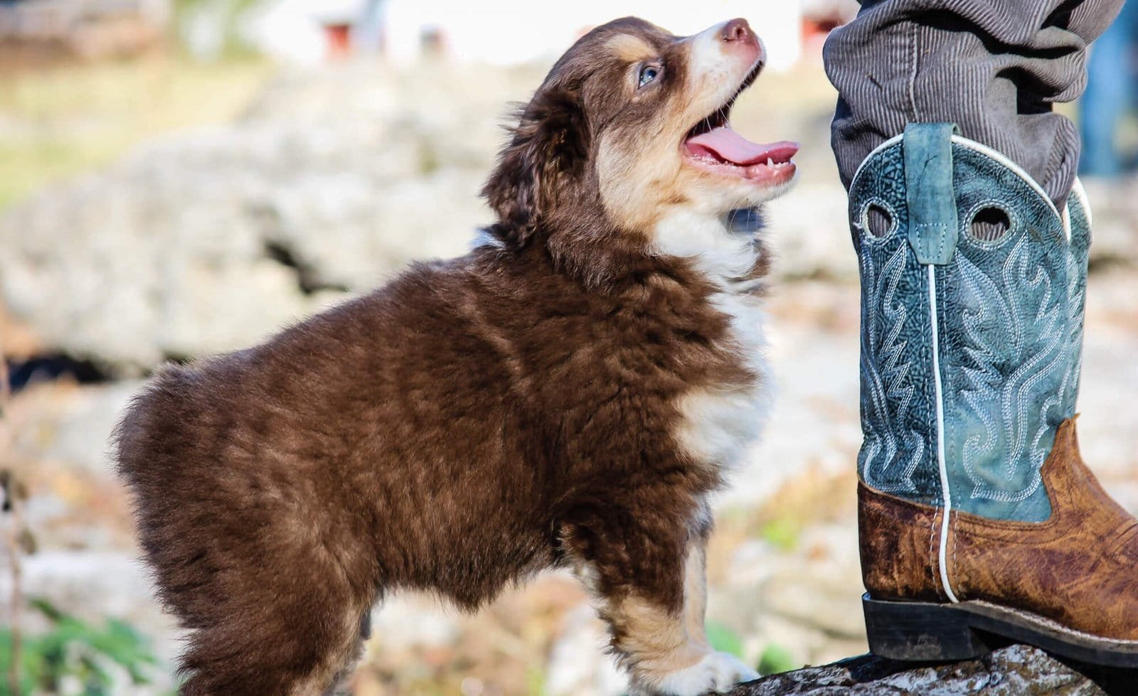 Blue Buckaroo puppy beside a person