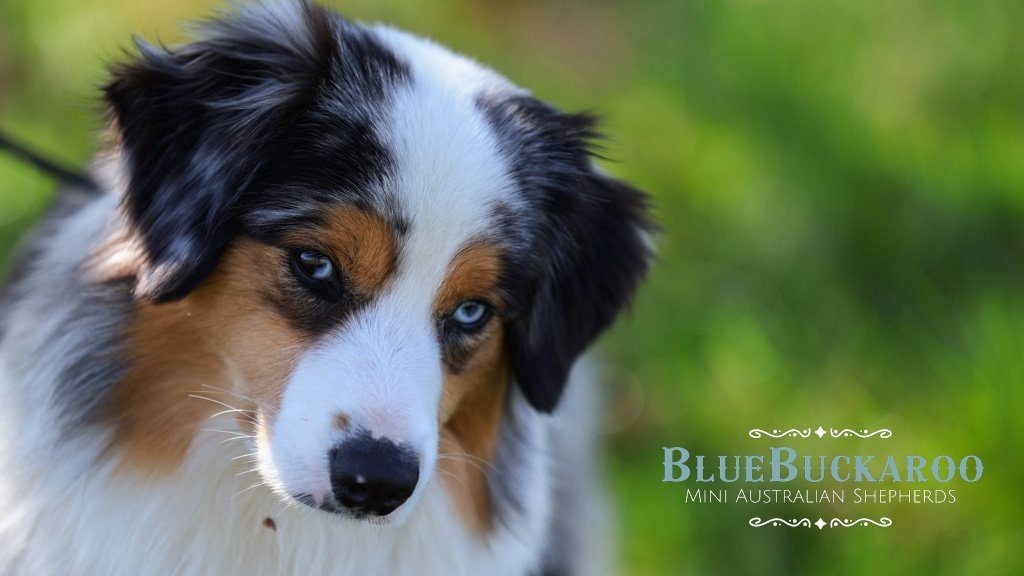 Australian Shepherd puppy with striking blue eyes in a lush green background.