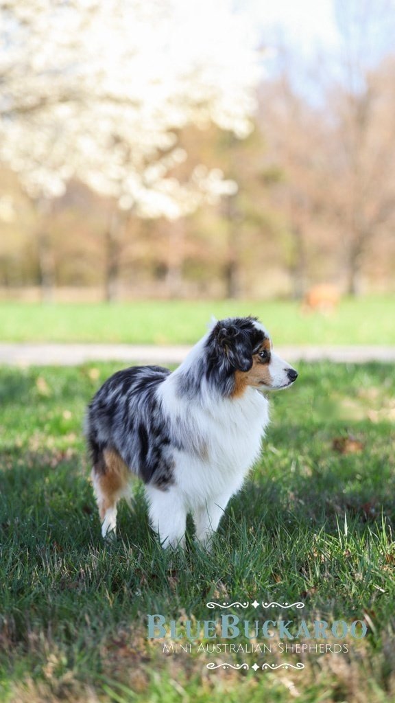 Australian Shepherd dog standing on grass with blooming trees in the background.