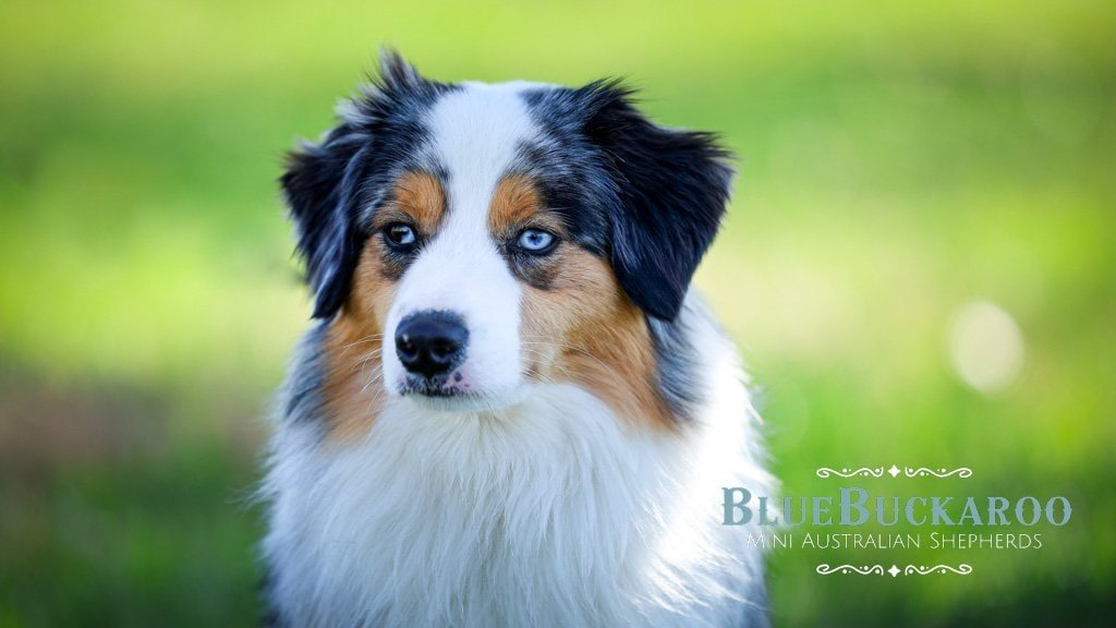 Adorable Australian Shepherd puppy with blue eyes in a grassy field.