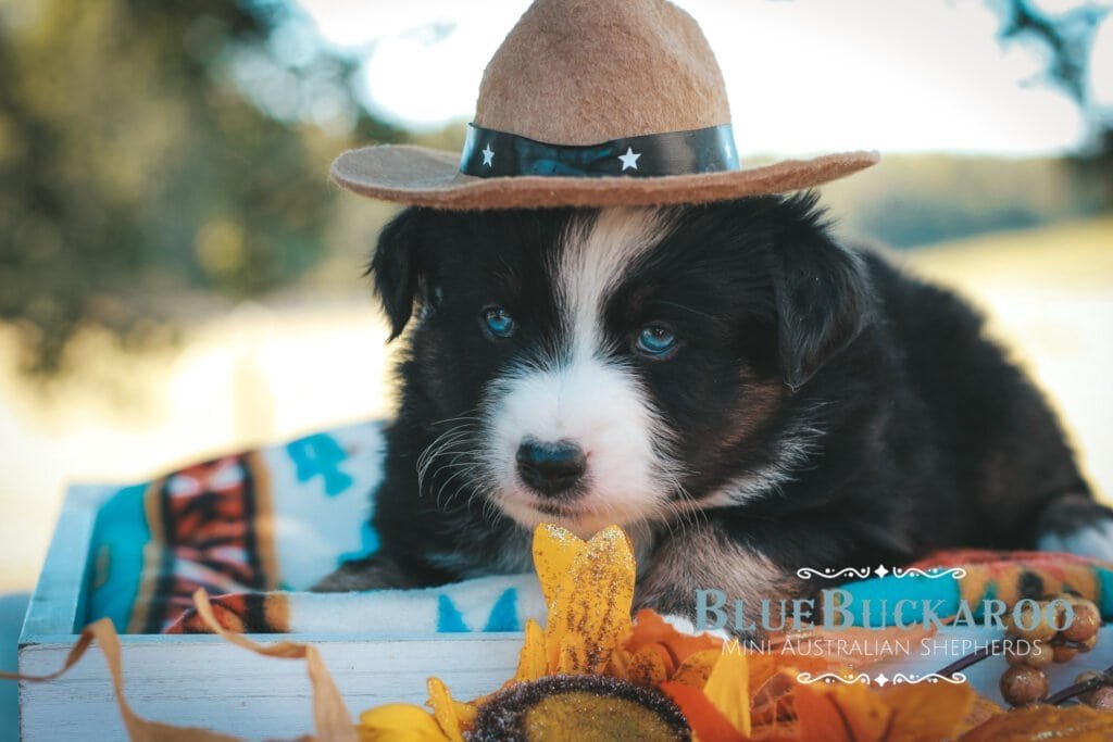 Adorable Australian Shepherd puppy wearing a straw hat, lying on a blanket outdoors with a sunny bac.