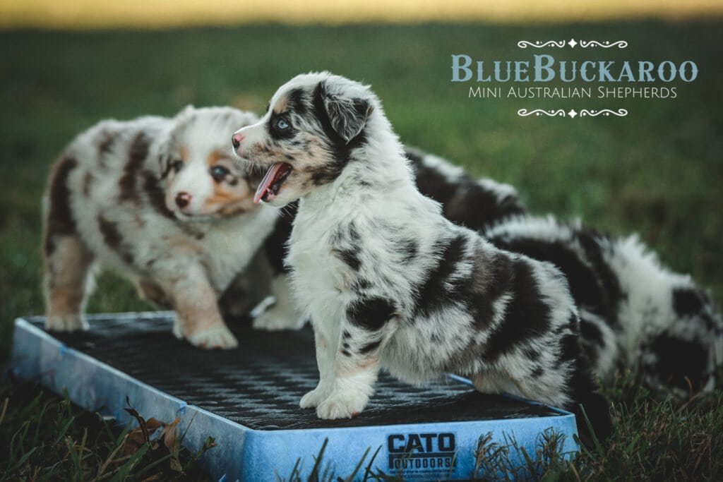 Mini Australian Shepherd puppies playing outdoors on a grassy field.