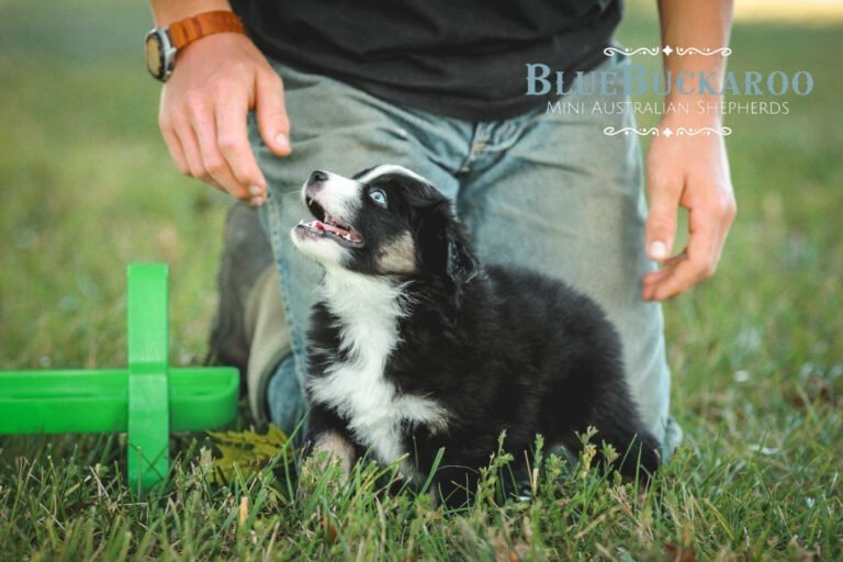 Blue Buckaroo Mini Australian Shepherd puppy outdoors on green grass.