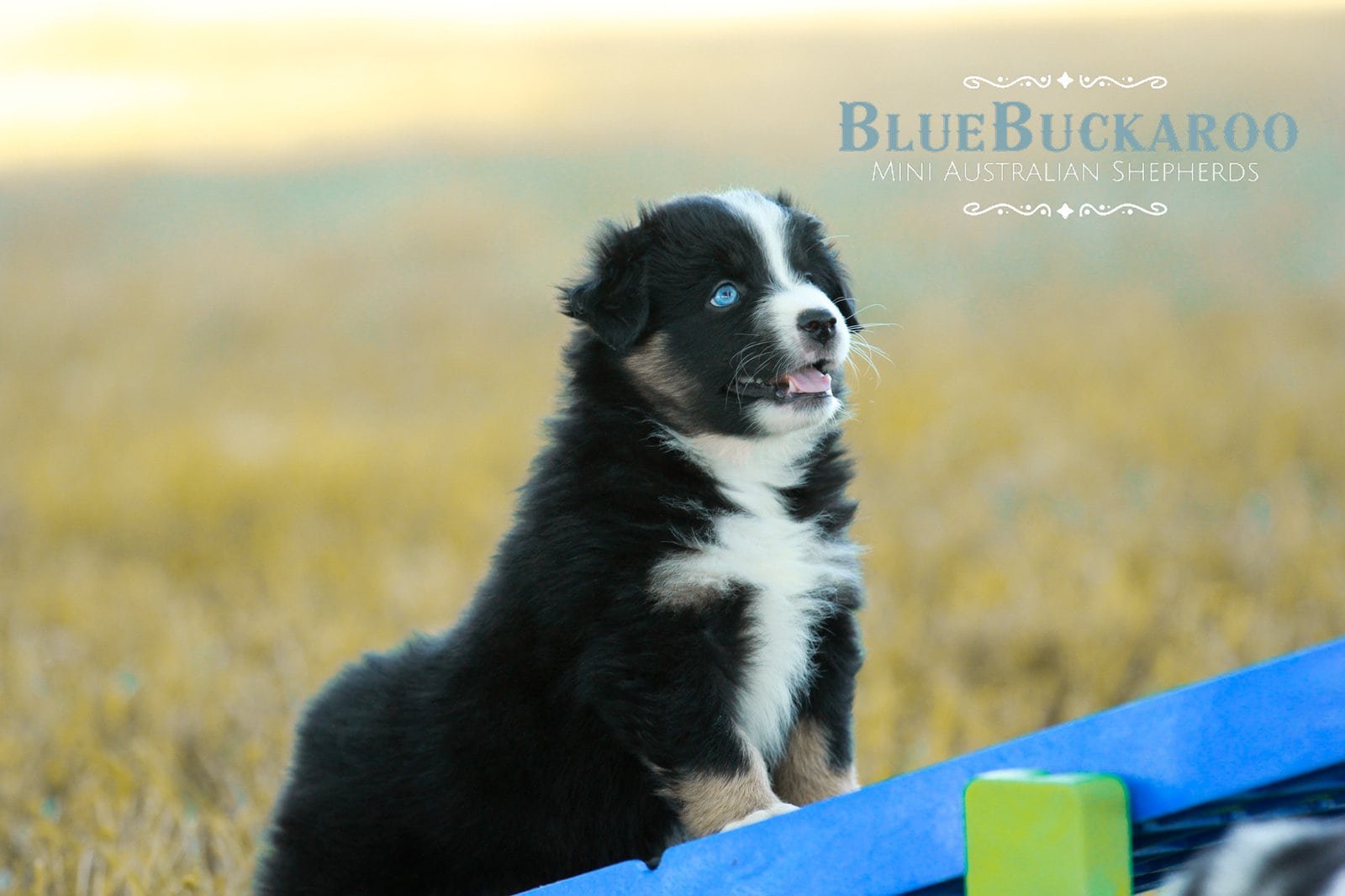 Mini Aussie family dog predictability
