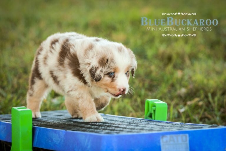 Adorable Mini Australian Shepherd puppy balancing on an agility platform outdoors.
