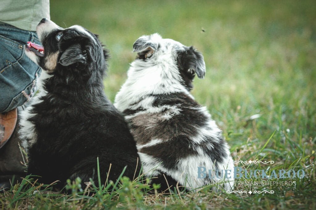 Cute Australian Shepherd puppies sitting on grass, enjoying playtime in a natural setting.