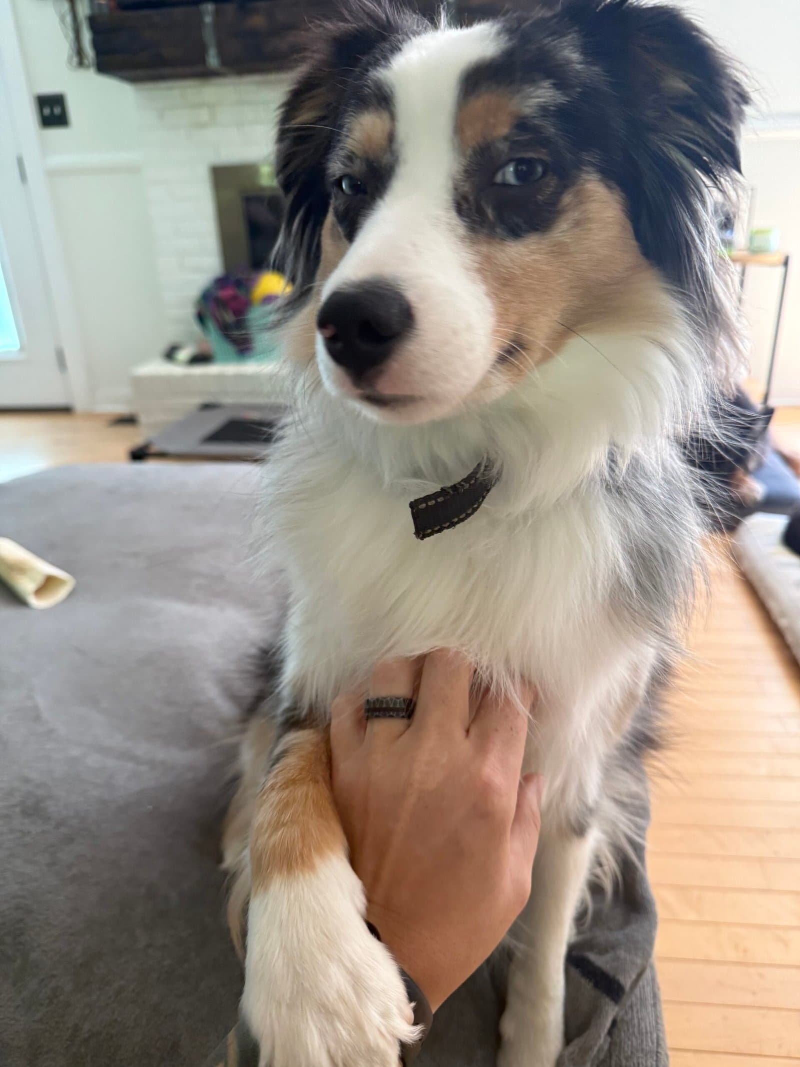 Australian Shepherd dog with blue eyes and tri-color coat.