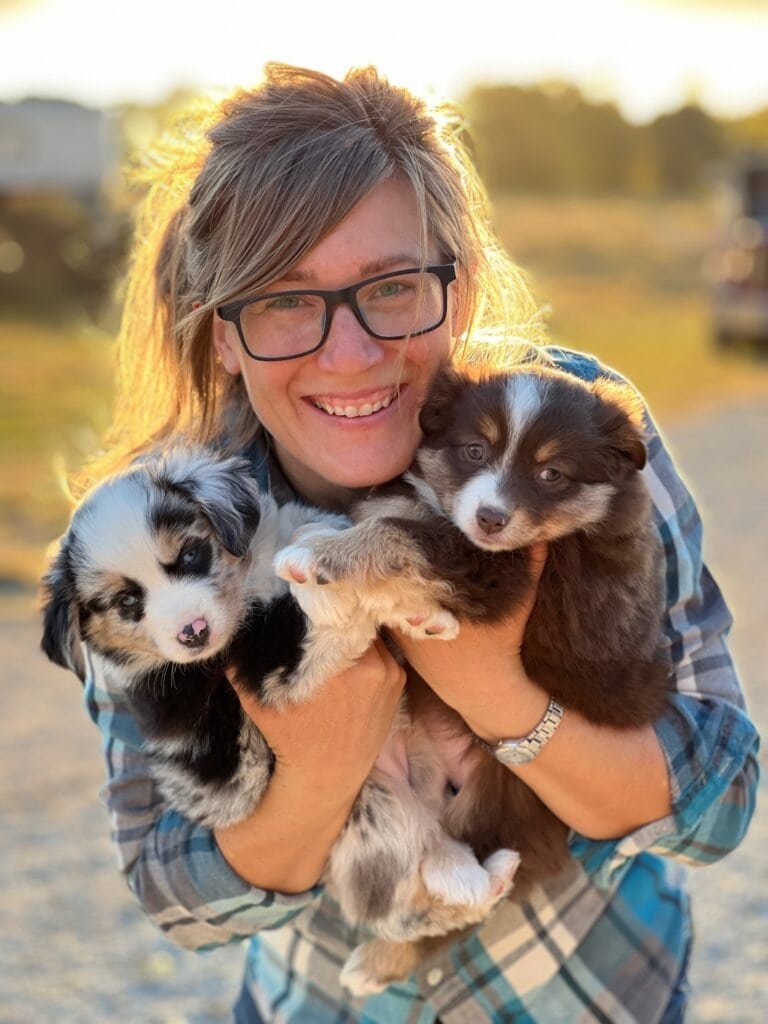 Raising our mini aussie puppies with care and attention