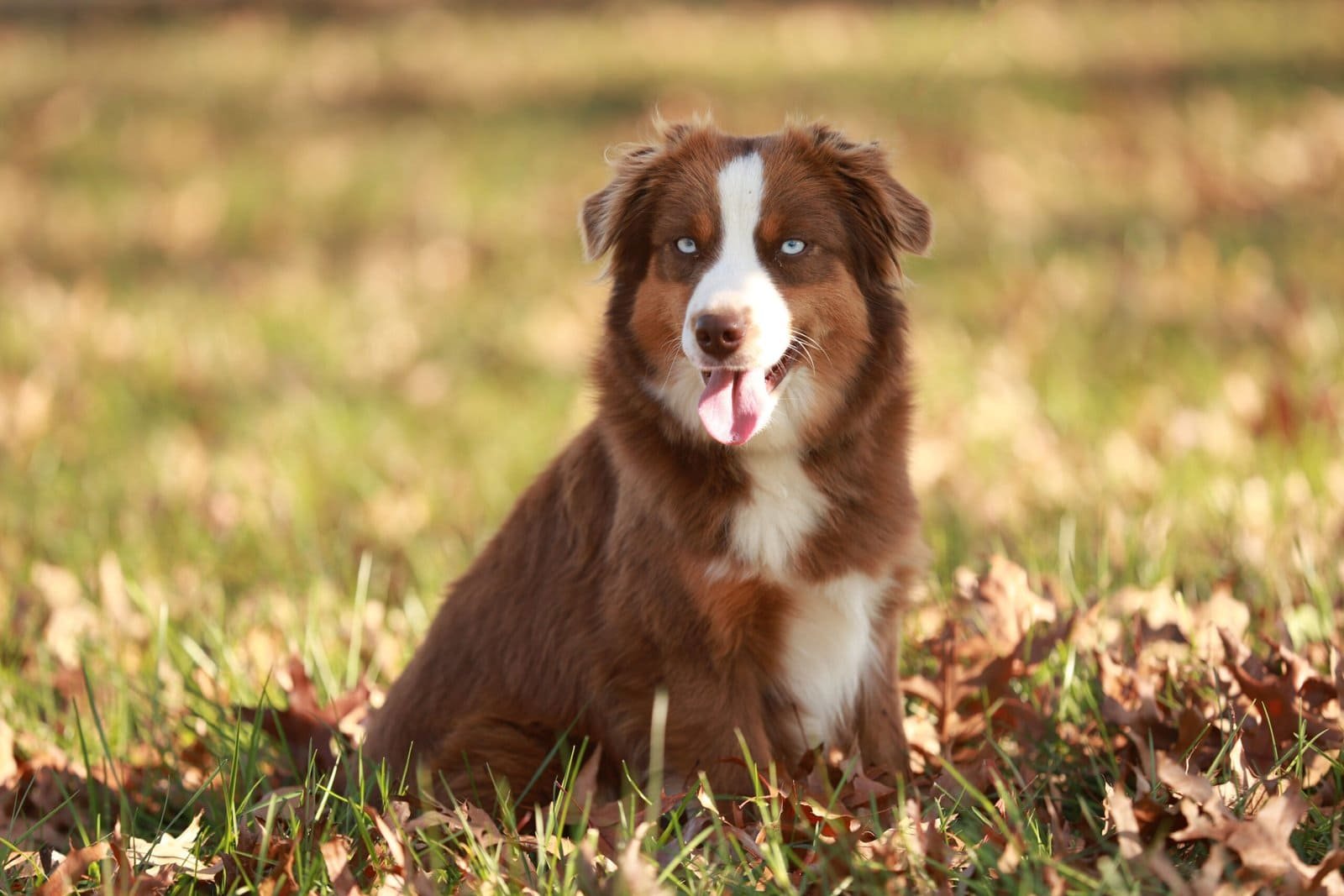 Australian Shepherd puppy in a grassy field with autumn leaves.