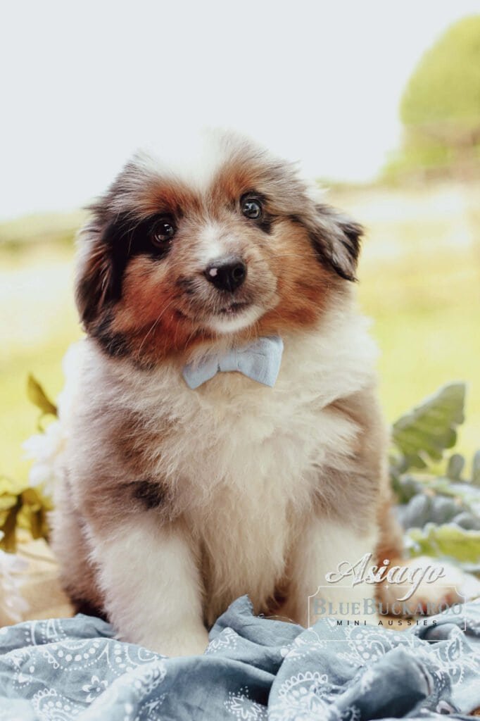 Australian Shepherd puppy with a bow tie, sitting outdoors.