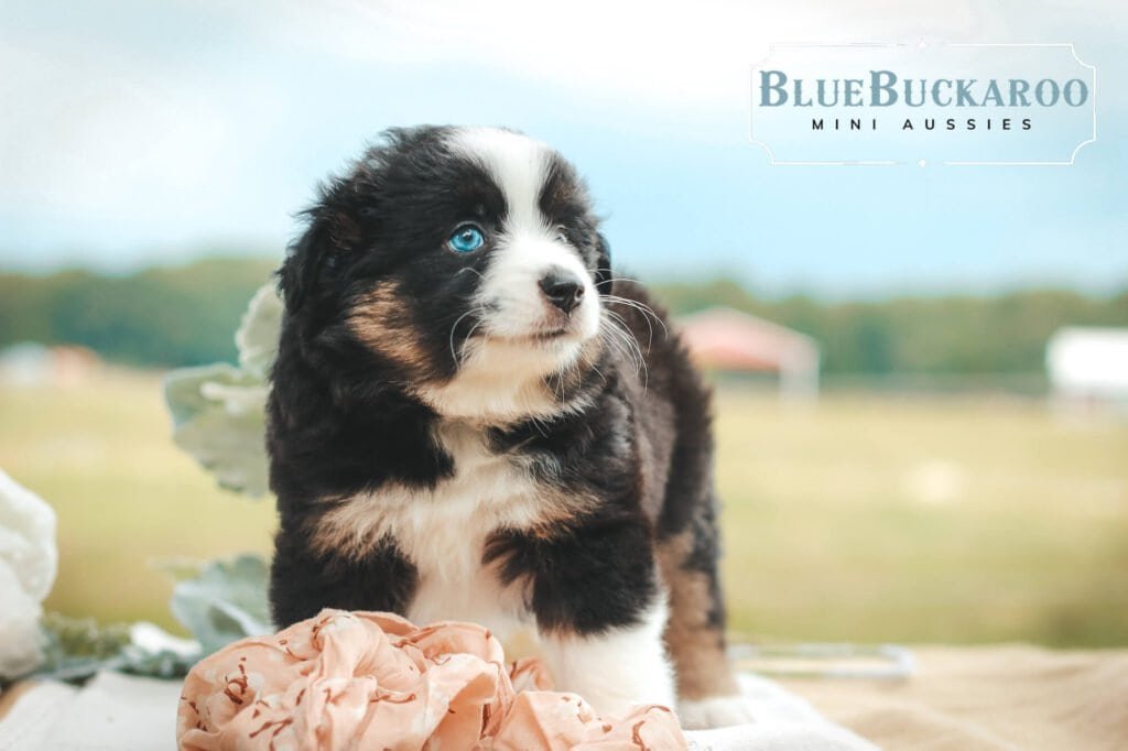 Mini Aussie puppy with striking blue eyes and black, white, and tan fur, sitting outdoors on a sunny.
