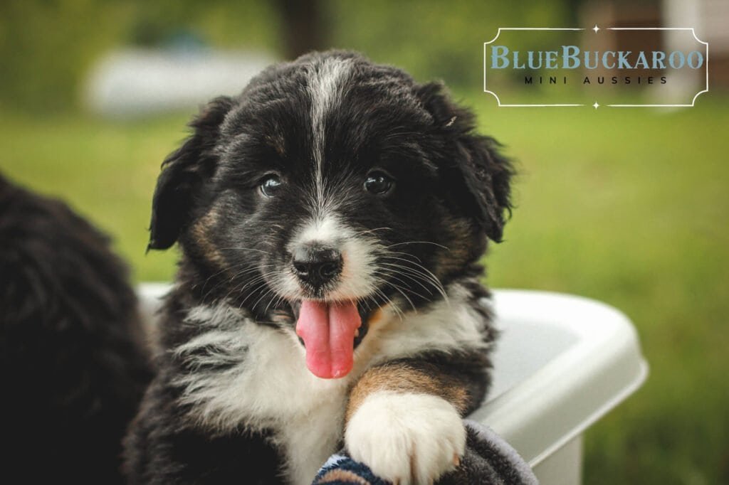 Australian Shepherd puppy with black, white, and tan fur, looking playful outdoors.