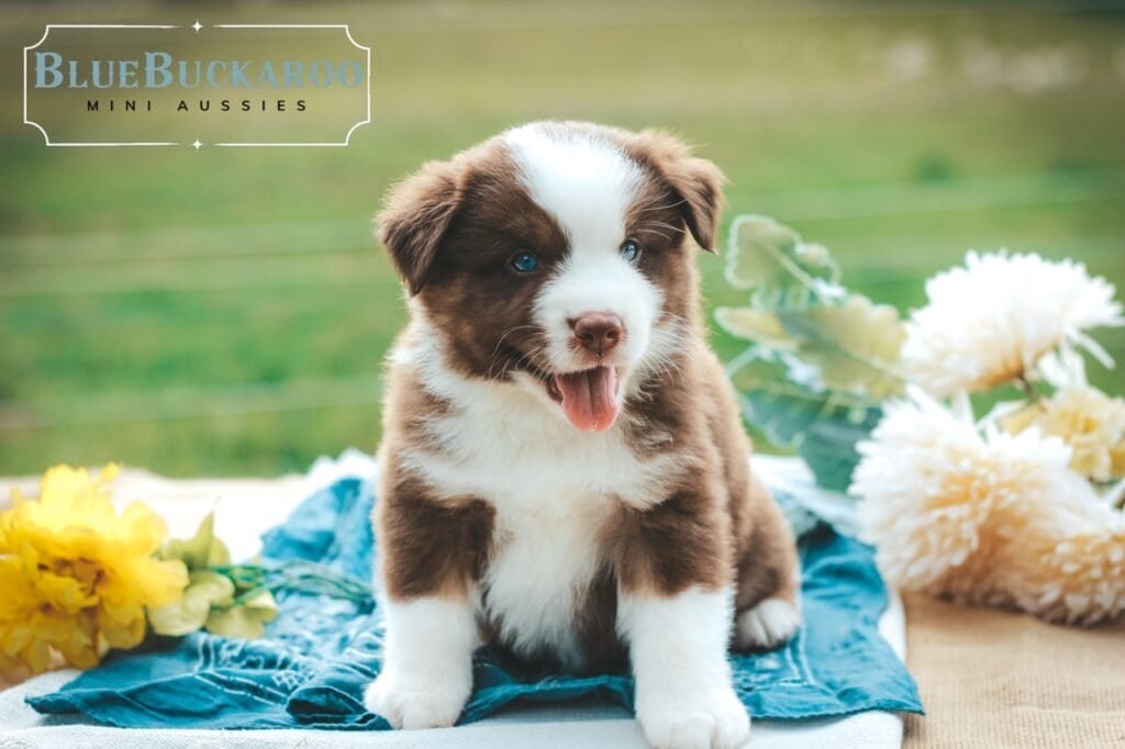 Red Tri puppy smiling and happy in the beautiful sunshine.
