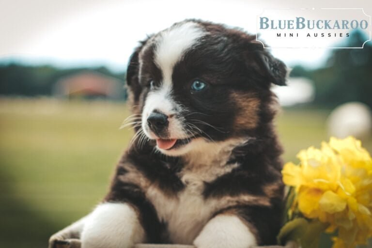 Adorable BlueBuckaroo Mini Aussies puppy with striking blue eyes.