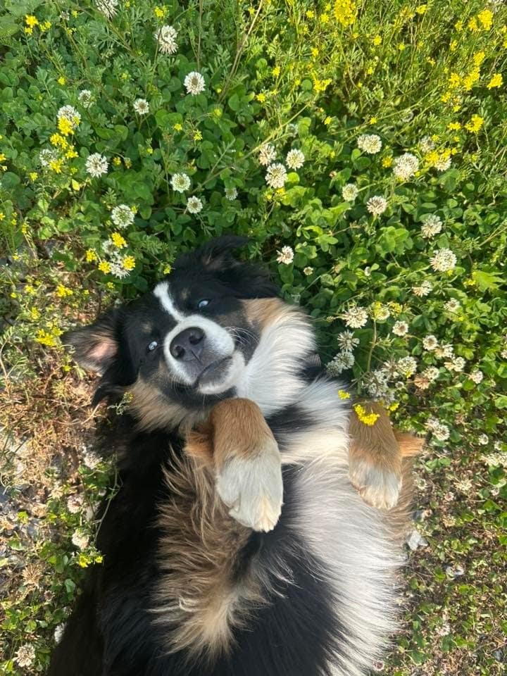 Adorable mini aussie lying on its back among white and yellow flowers, enjoying a sunny day outdoors.
