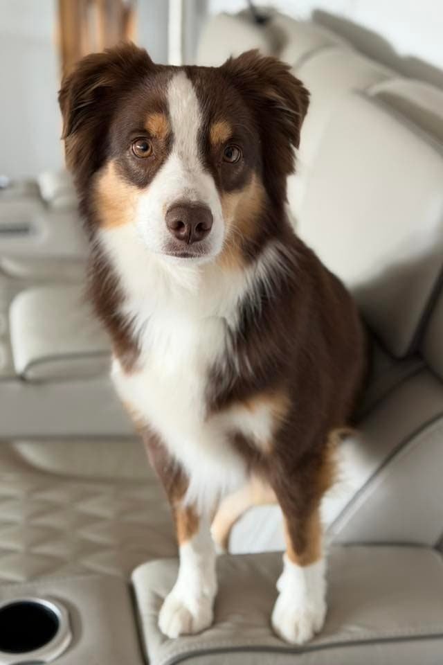 Dog sitting on car seat, looking at the camera, in a testimonial setting.