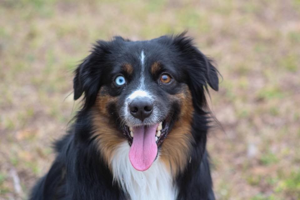 Mini Aussie with one blue eye and one brown eye, smiling outdoors.