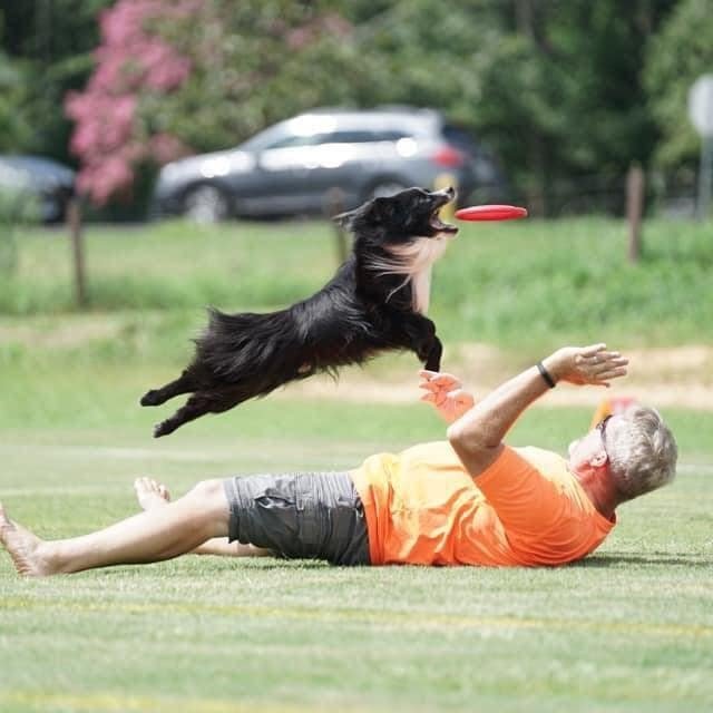 Dog catching frisbee mid-air during playtime outdoors.