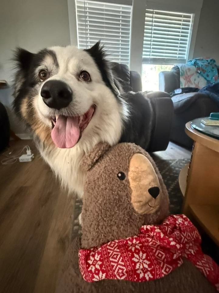 Adorable black and white dog smiling with a plush bear toy in a cozy living room.