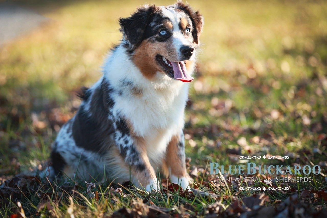 Australian Shepherd puppy sitting on grass in a park.