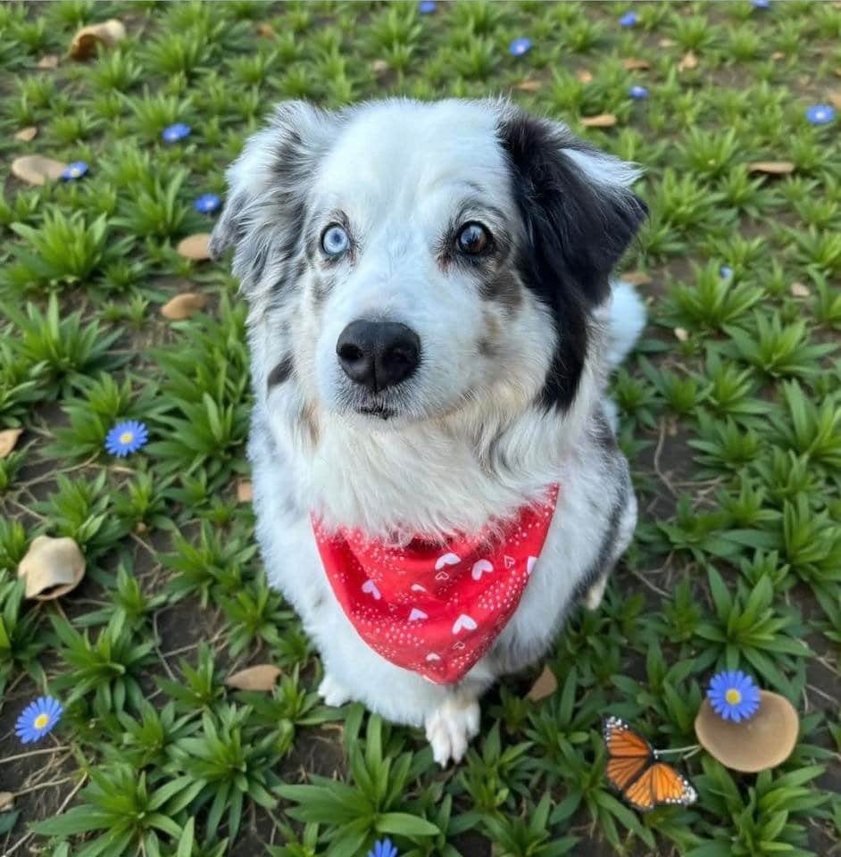 Adorable Australian Shepherd puppy with striking blue eyes and a red bandana.