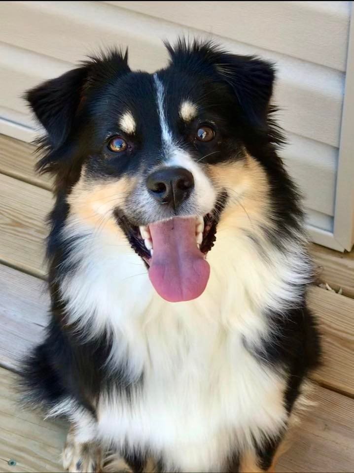 Adorable happy dog with open mouth, sitting outdoors, smiling.