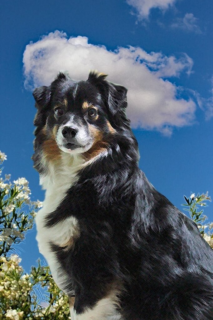 Adorable black tri mini aussie dog sitting outdoors with blue sky and clouds.