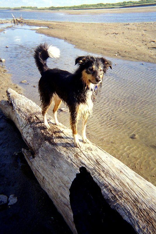 Dog standing on a fallen log near a riverbank.