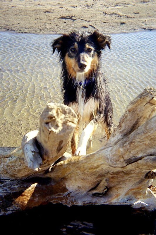 Adorable puppy enjoying a day at the beach with driftwood and sand.