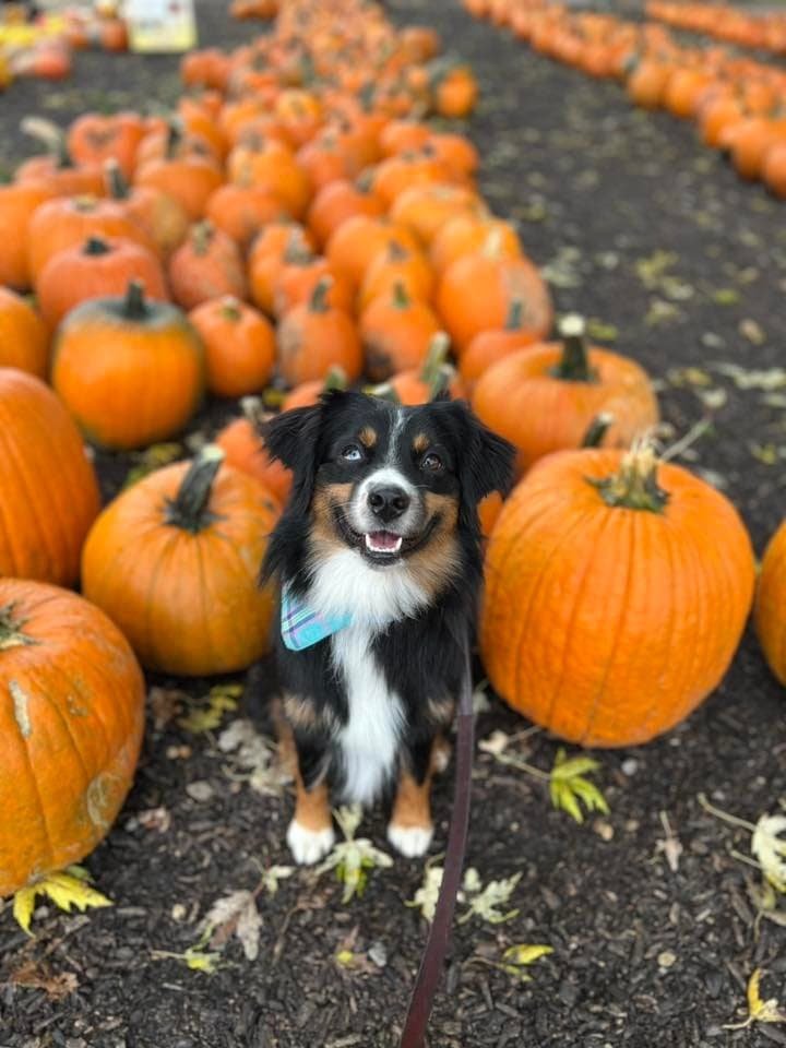 Pumpkin patch featuring a happy dog among orange pumpkins.