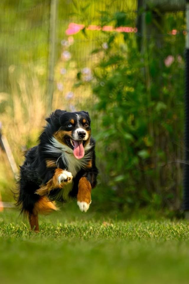Border Collie dog running on grass in a garden.