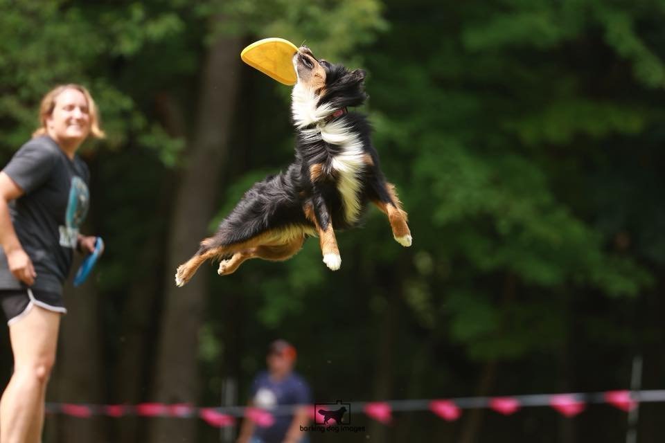 Dog catching a frisbee in mid-air during an outdoor event.