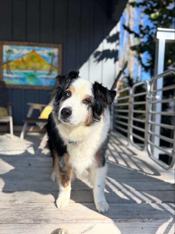 Adorable mini australian shepherd standing on a wooden deck with sunlight and shadows.