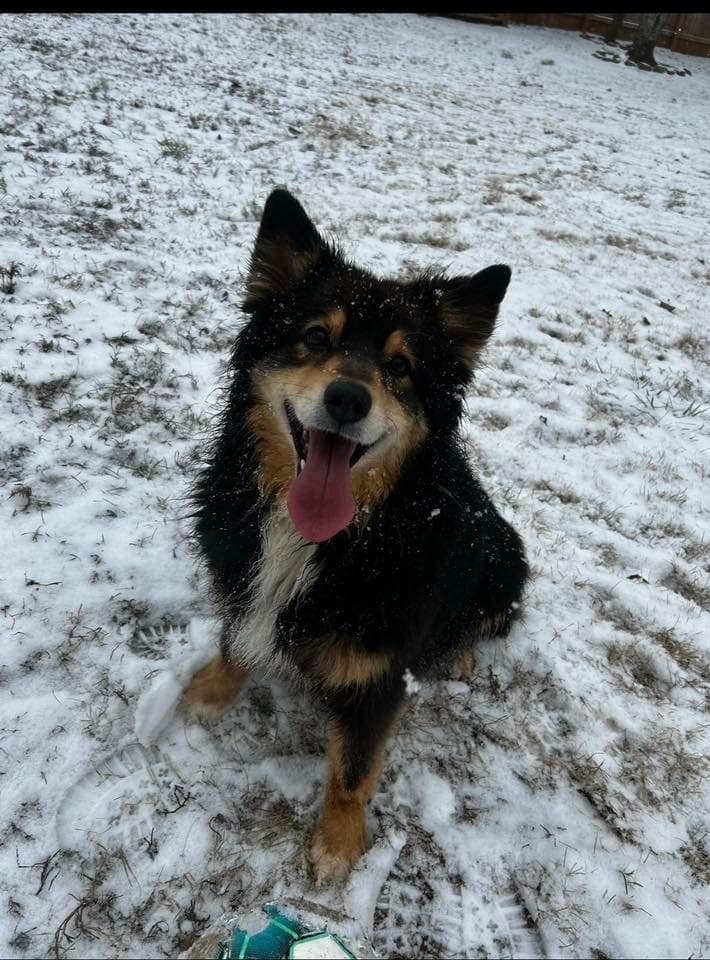 Adorable dog with a joyful expression standing on snowy ground.