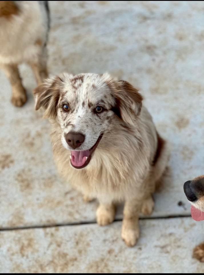 Adorable Australian Shepherd puppy with blue eyes sitting on concrete floor.