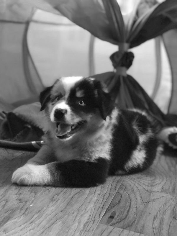 Cute Blue Buckaroo Aussie puppy with bright eyes and playful expression.