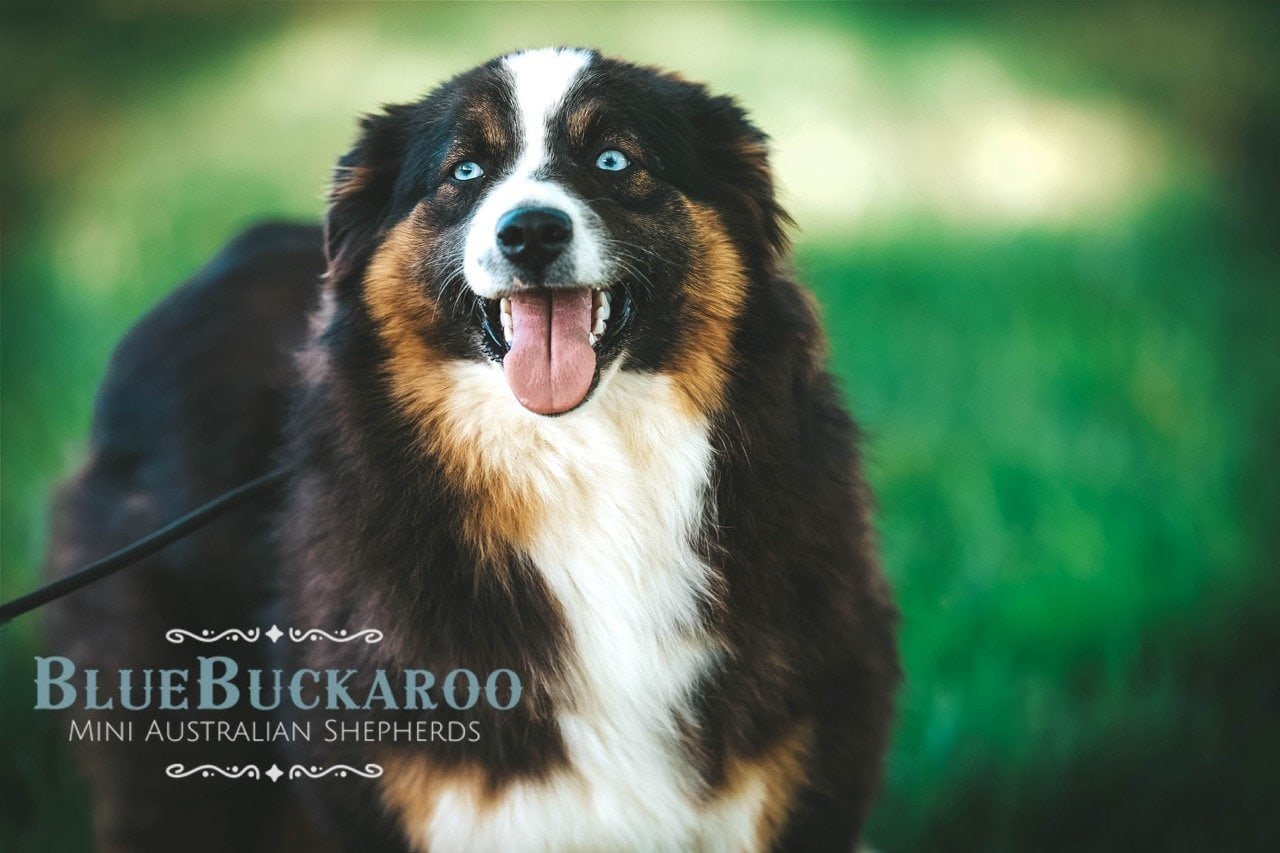 Australian Shepherd with blue eyes in a green outdoor environment.