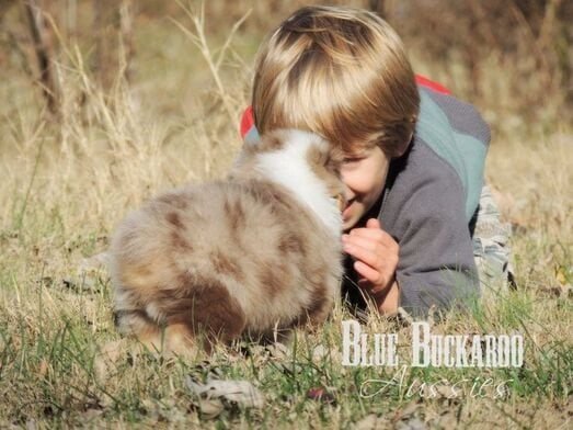 Child playing with a fluffy bunny outdoors in a grassy field.