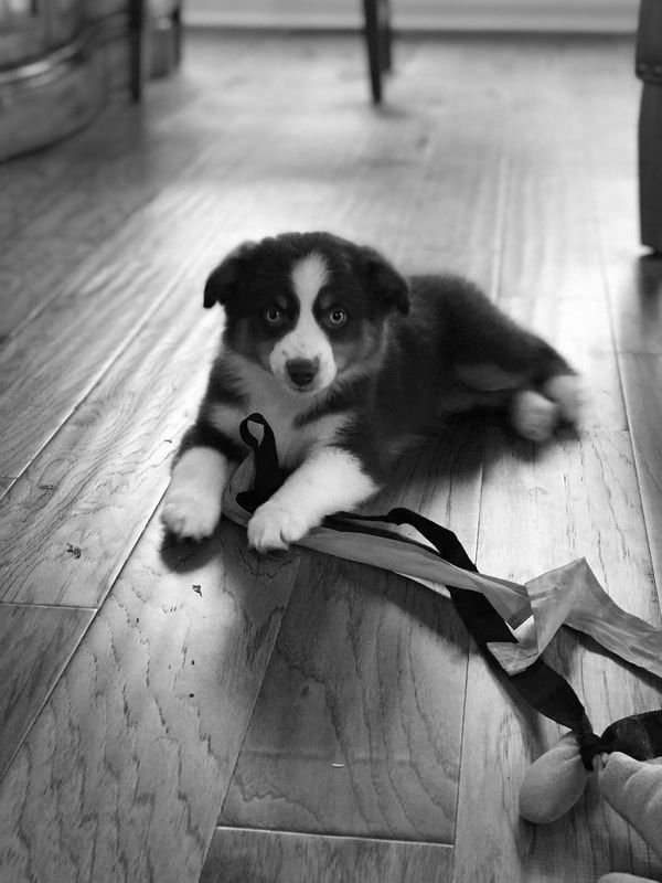 Adorable Australian Shepherd puppy lying on wooden floor with toys.