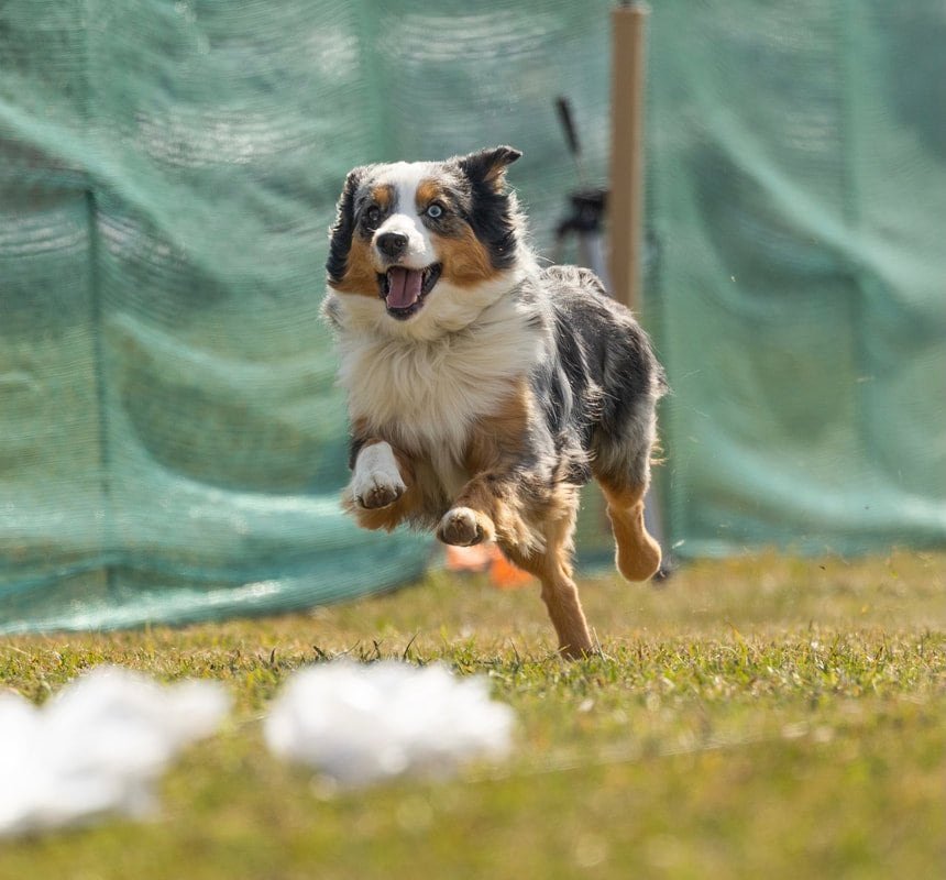 Australian Shepherd dog running happily in a grassy outdoor space.