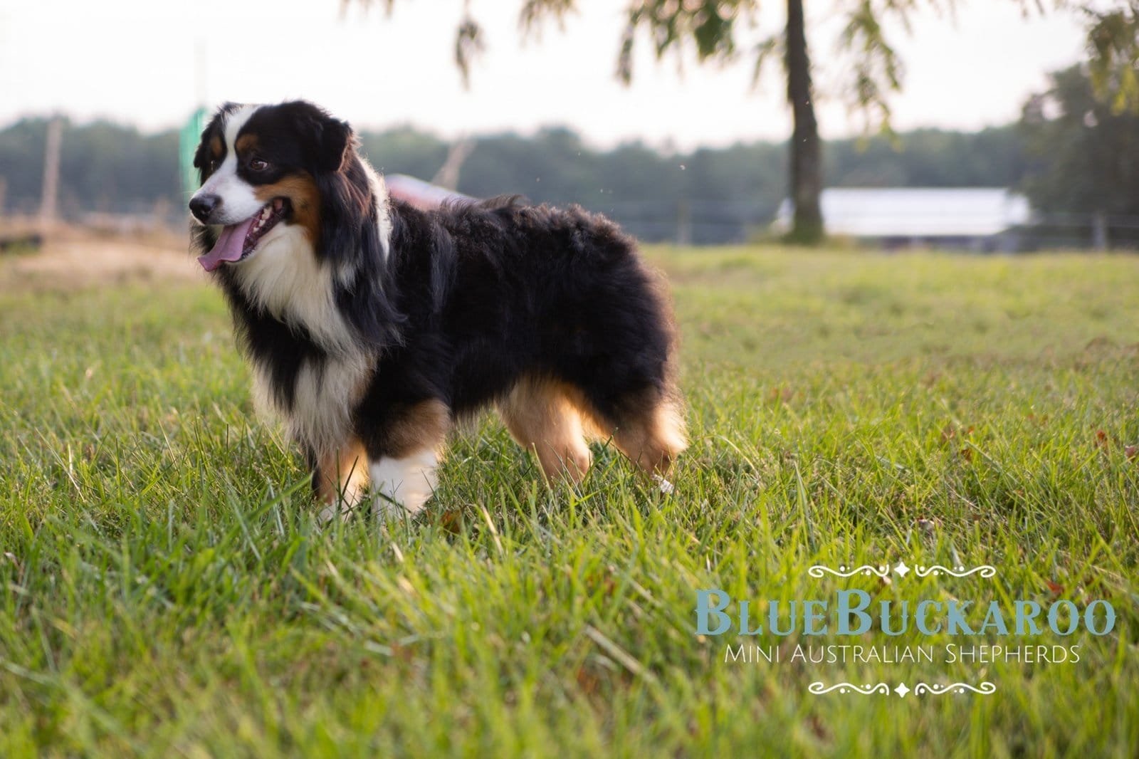 Australian Shepherd dog in a grassy field during sunset.