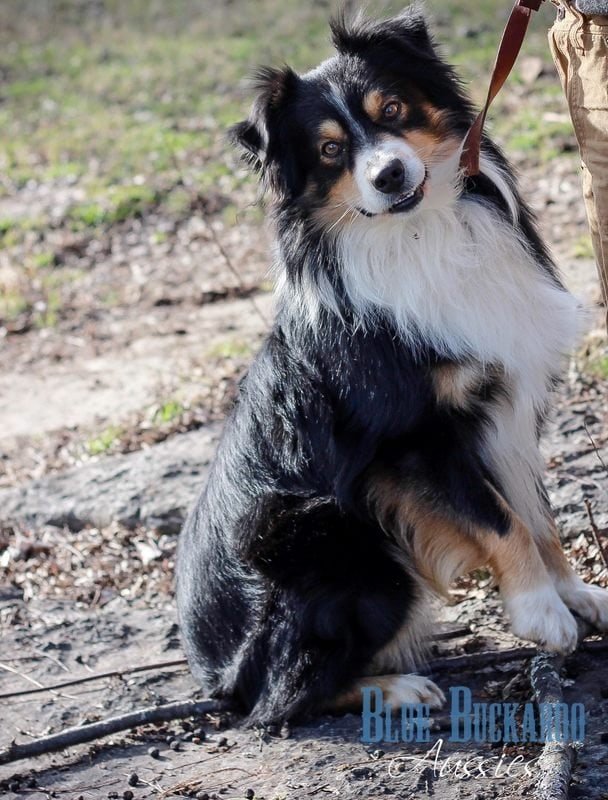 Australian Shepherd puppy sitting outdoors with a curious expression.